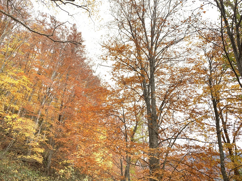 秋山郷は紅葉真っ盛り。短い秋が終わろうとしていた。