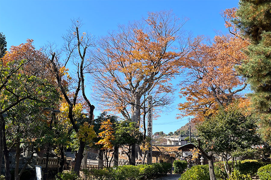 秋の善光寺は七五三や観光客で賑わっています。